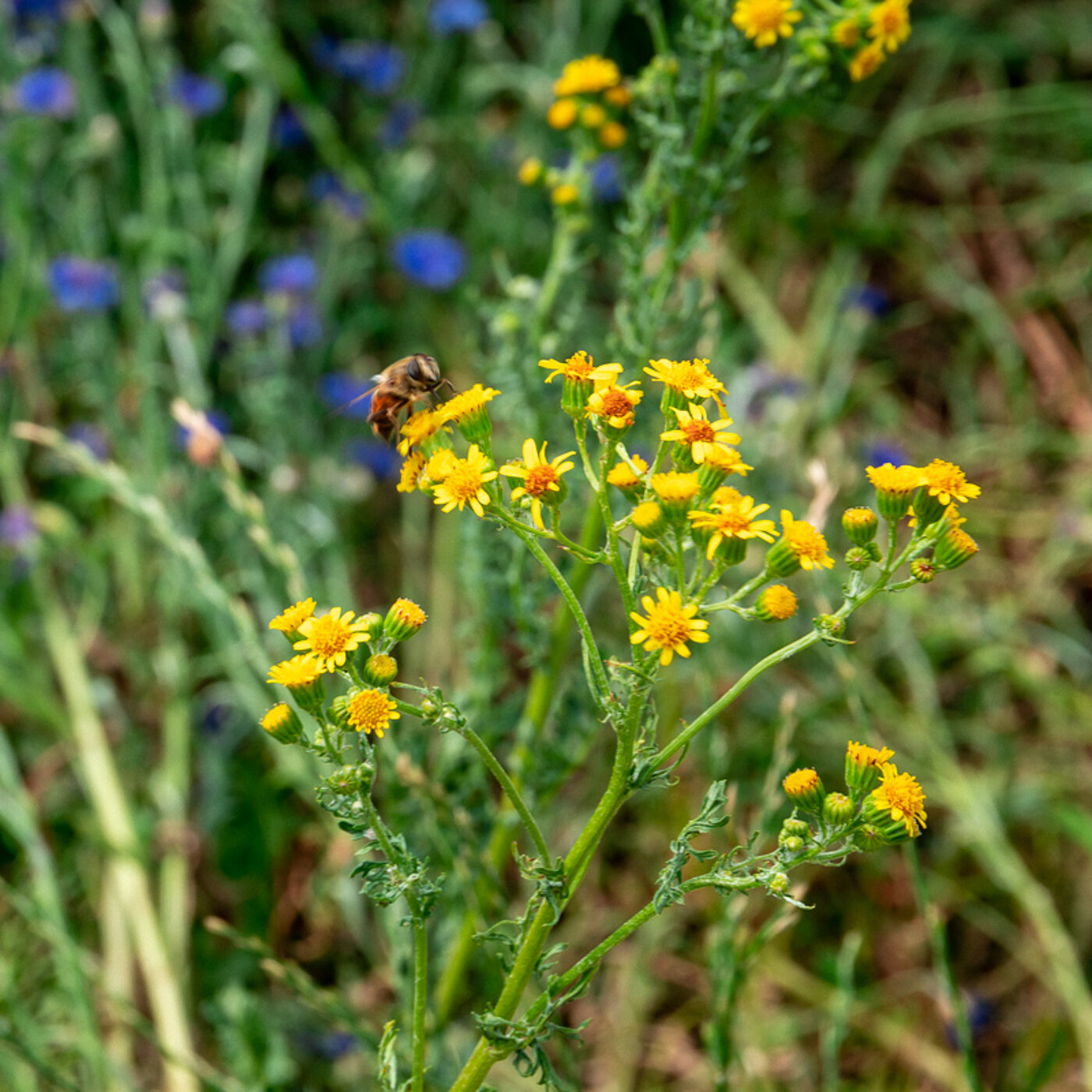 Blumenwiese mit Bienen und gelben Blüten - bwz Schwingungstechnik